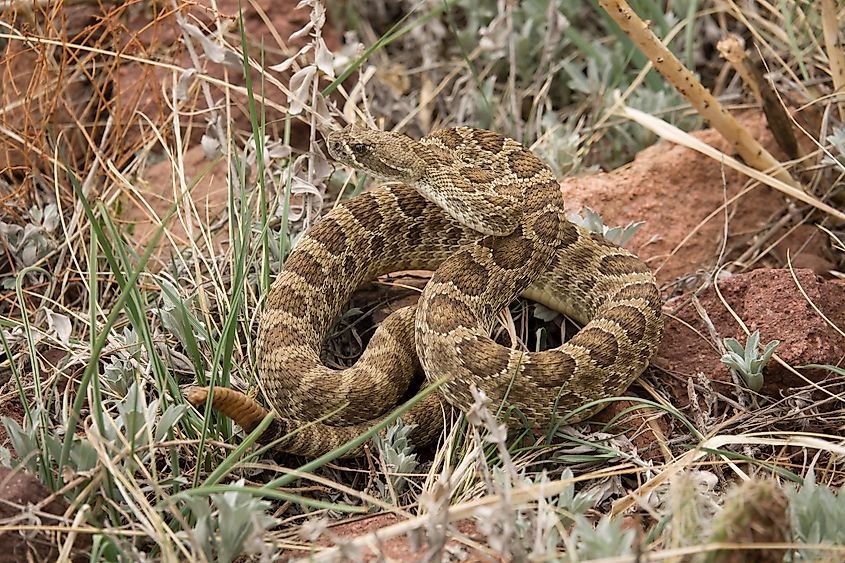 A prairie rattlesnake (Crotalus viridis)