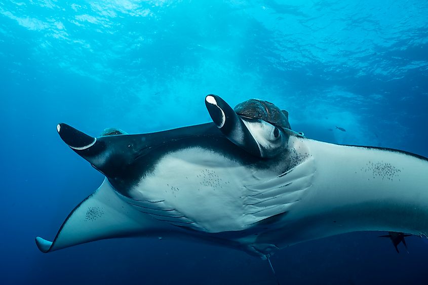 A giant manta ray (Mobula birostris)