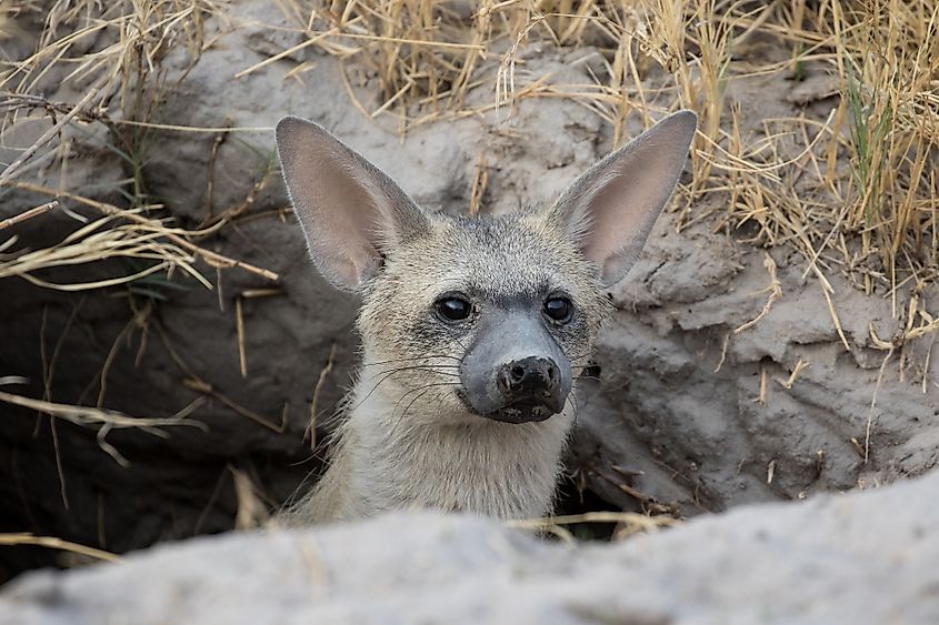 An aardwolf (Proteles cristata)