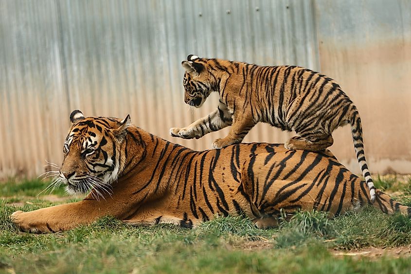A Sumatran tiger with her cub