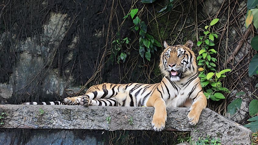 An Indochinese tiger (Panthera tigris corbetti)