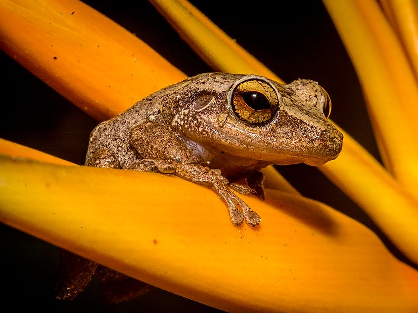 A coqui frog (Eleutherodactylus coqui)