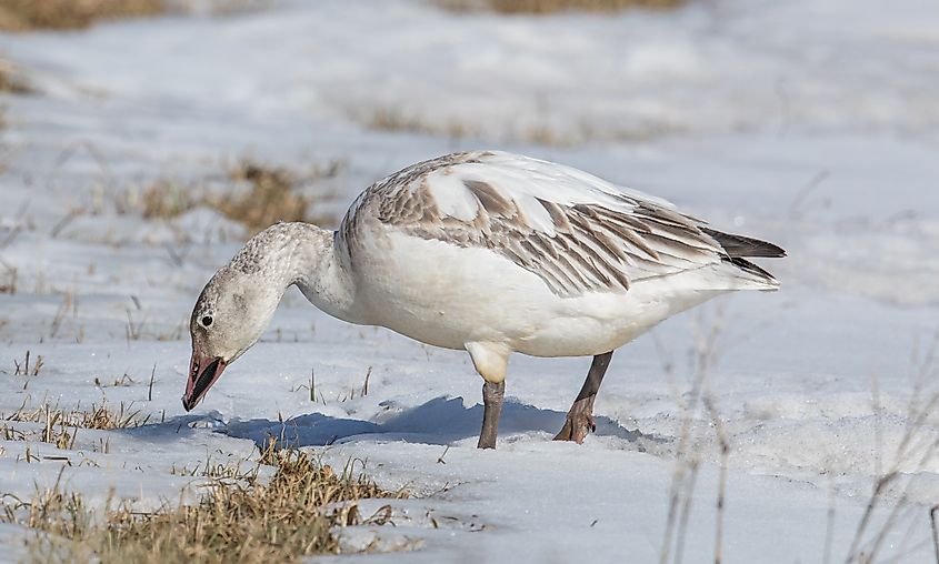 A snow goose (Anser caerulescens)