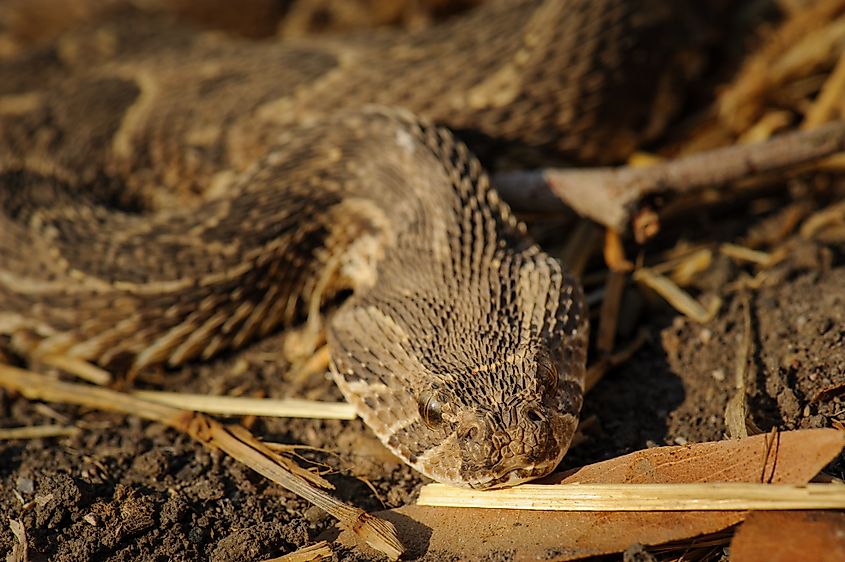 A young puff adder (Bitis arietans)