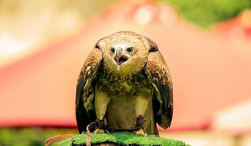 Hawaiian Hawk with blurry background
