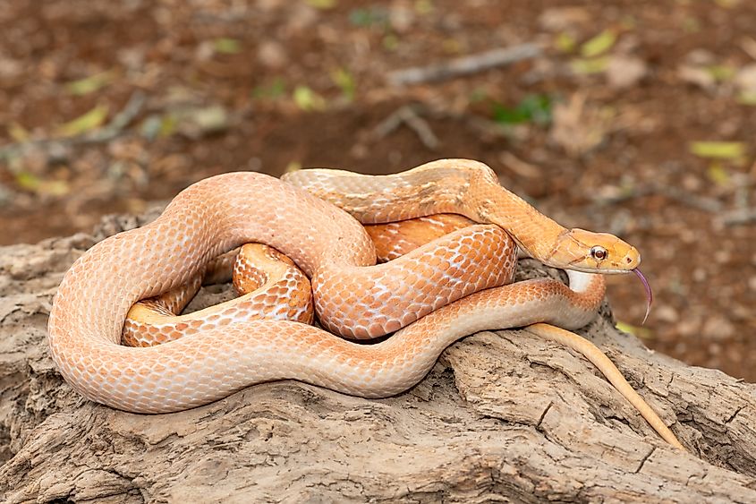 A radiated rat snake (Coelognathus radiatus)