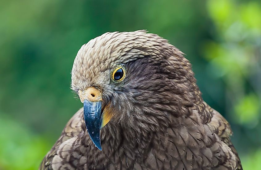 A kea (Nestor notabilis)