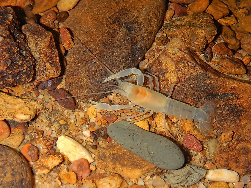 A Sweet Home Alabama cave crayfish (Cambarus speleocoopi)