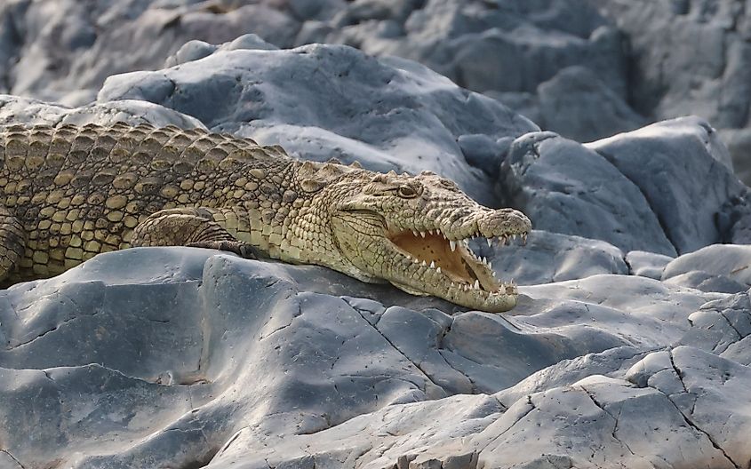 A Nile crocodile (Crocodylus niloticus)