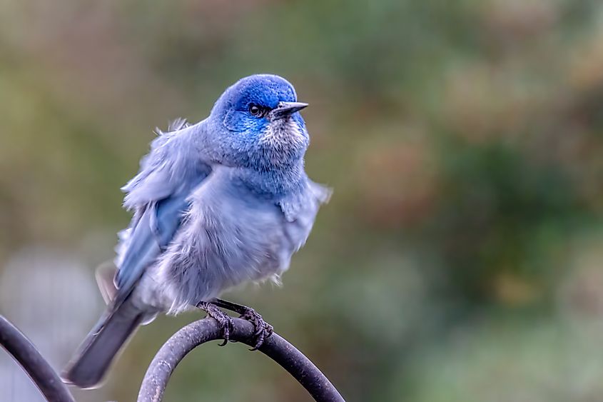 A pinyon jay (Gymnorhinus cyanocephalus)