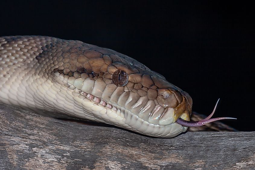 An Australian scrub python (Simalia kinghorni)