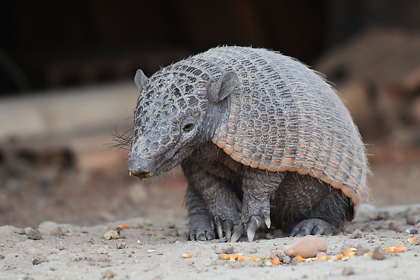 An armadillo