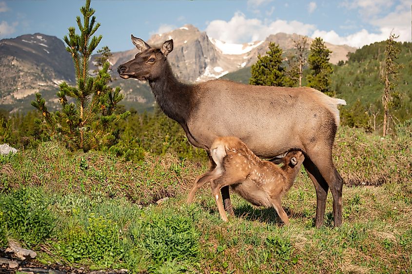 An elk calf with its mother