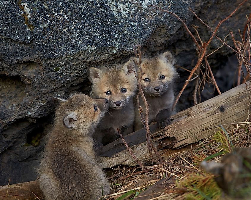 Red fox (vulpes vulpes or vulpes fulva) kits, yellowstone national park