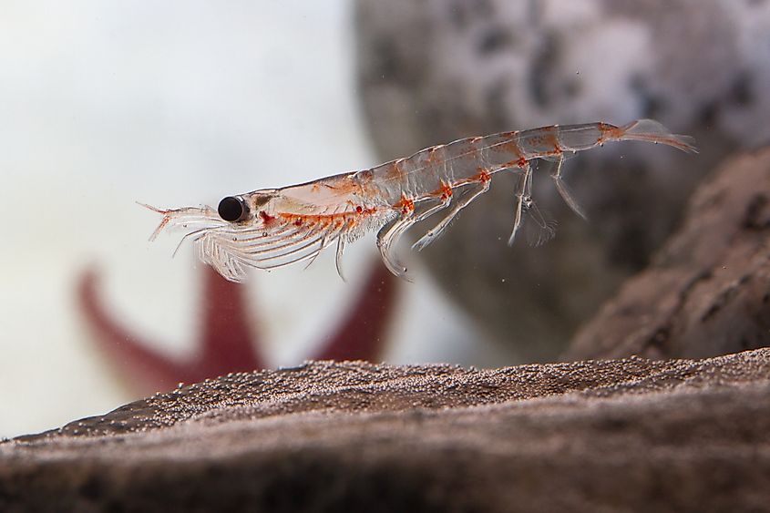 An Antarctic krill (Euphausia superba)