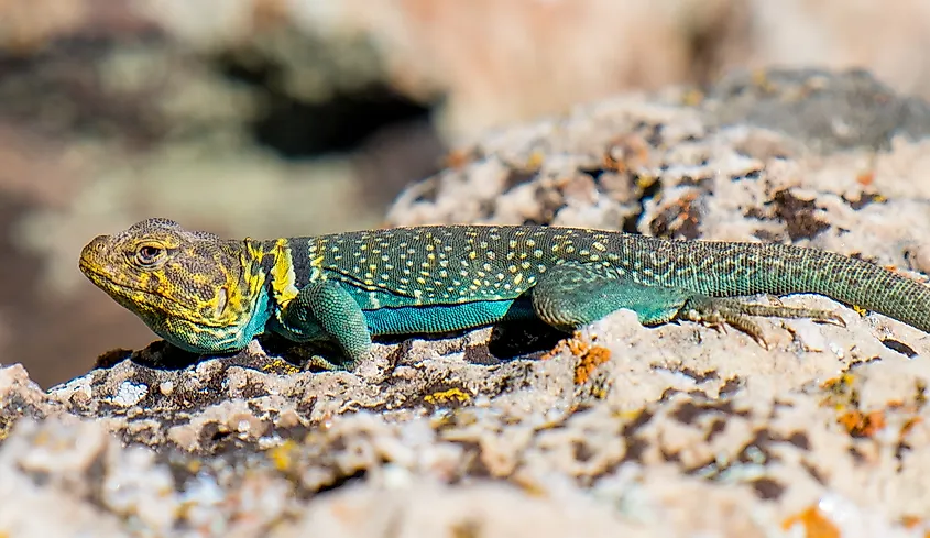 A collared lizard (Crotaphytus collaris)