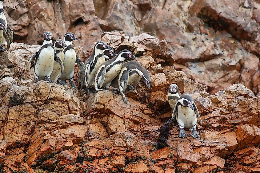 Humboldt penguin in the Ballestas Islands, Peru.