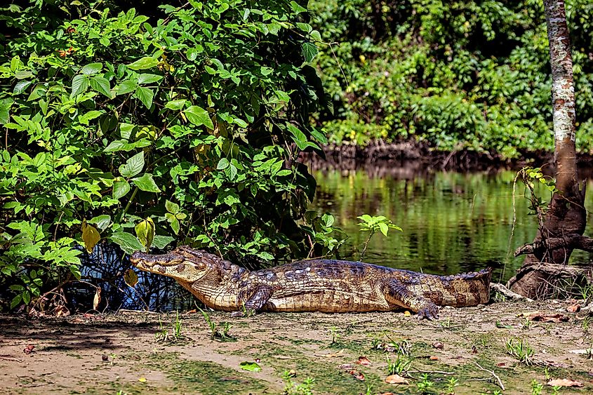 A black caiman (Melanosuchus niger)
