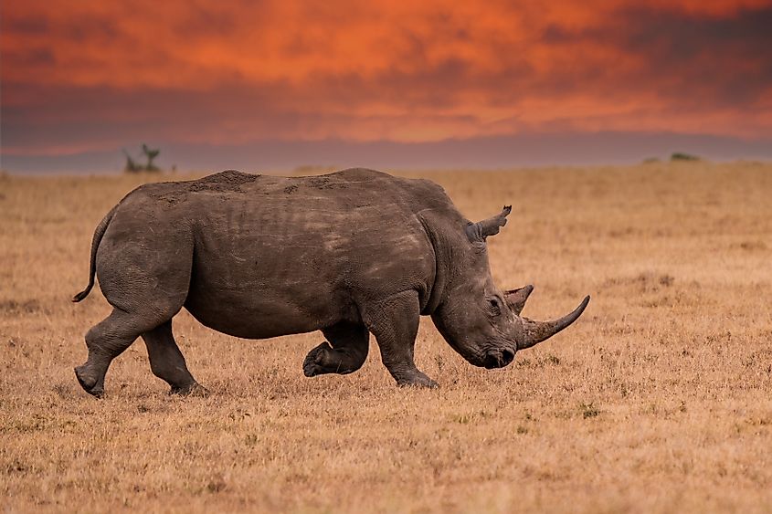 A white rhino (Ceratotherium simum)