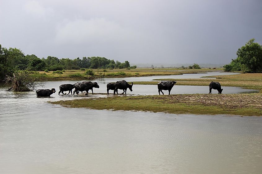 Water buffalo wading through flooded wetland on Marajo Island, Brazil