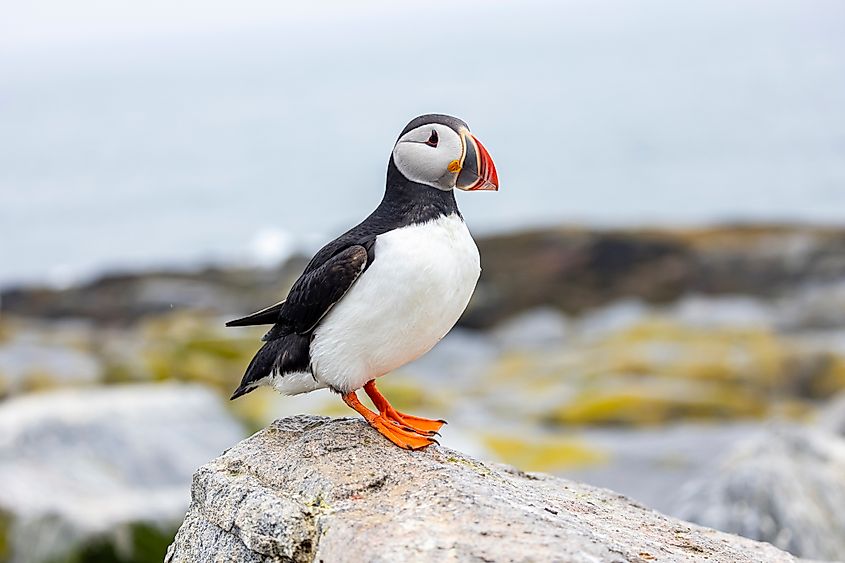 An Atlantic puffin (Fratercula arctica)