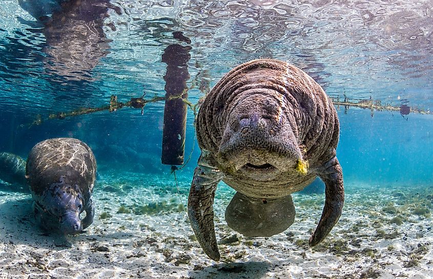 A pair of manatees swimming together
