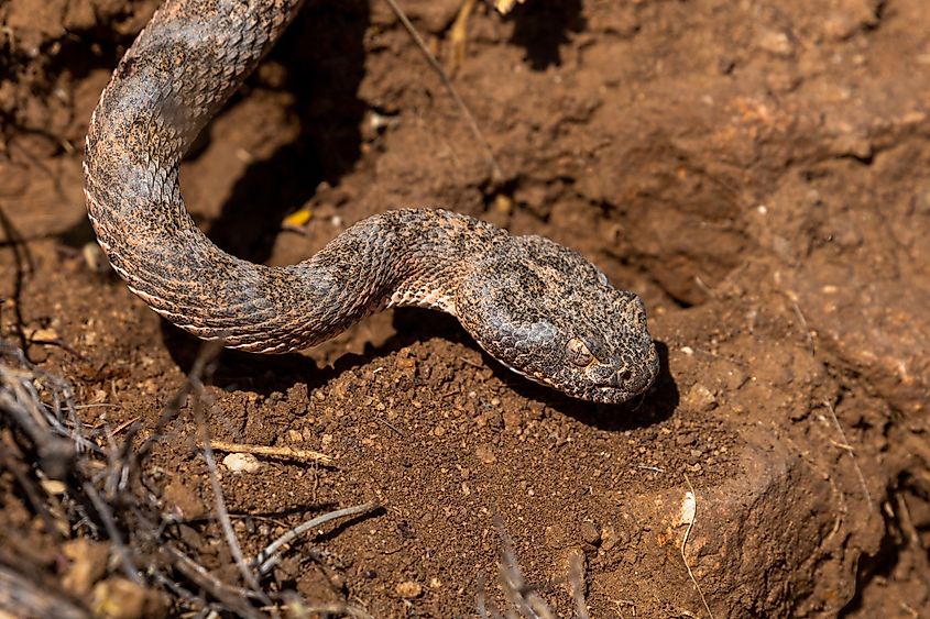 A tiger rattlesnake (Crotalus tigris)