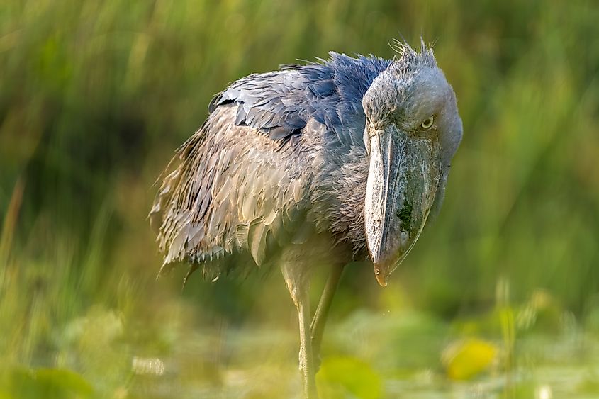 A shoebill (Balaeniceps rex)