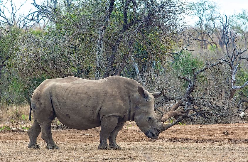 A white rhino (Ceratotherium simum)