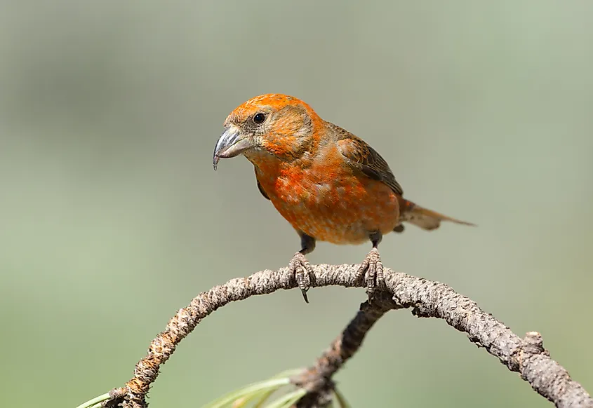 A red crossbill (Loxia curvirostra)