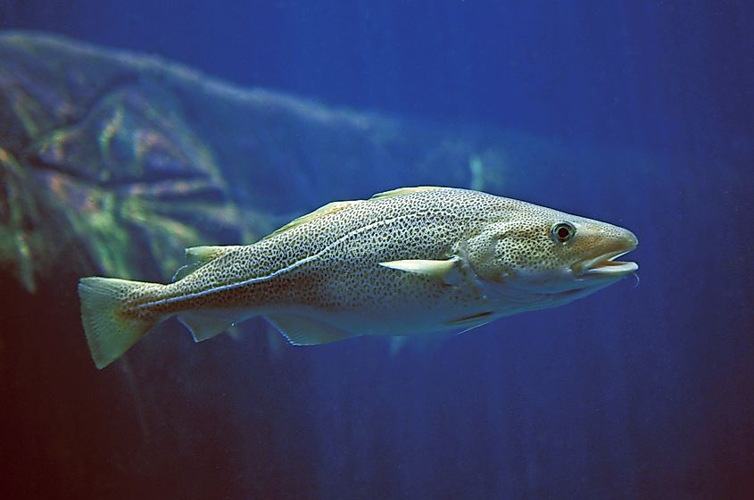 Atlantic Cod, gadus morhua