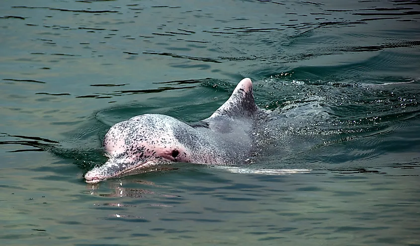 An Amazon river dolphin (Inia geoffrensis)