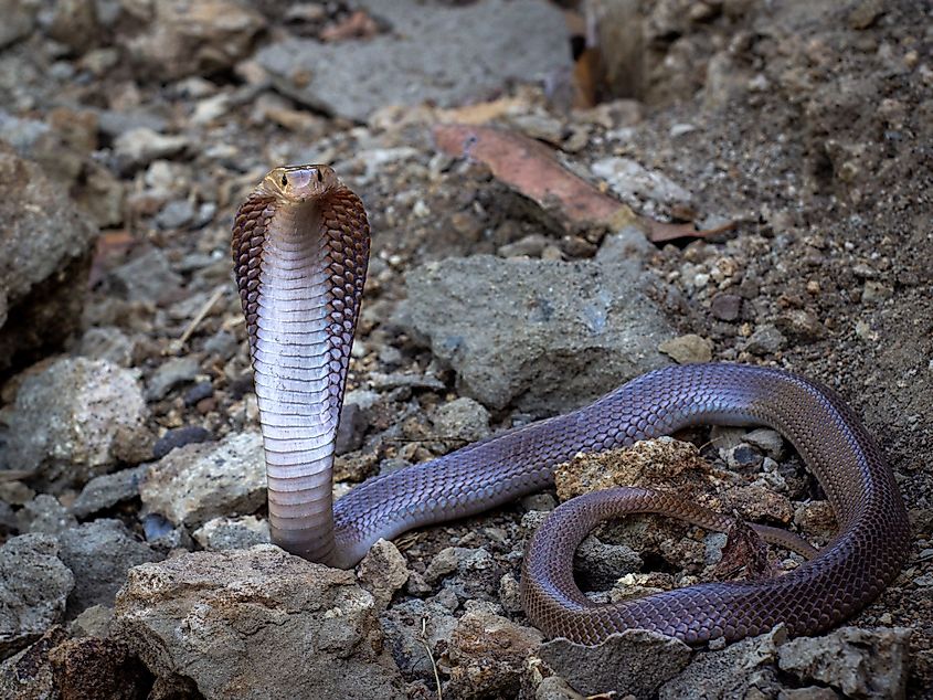 A Southern Indonesian spitting cobra (Naja sputatrix)