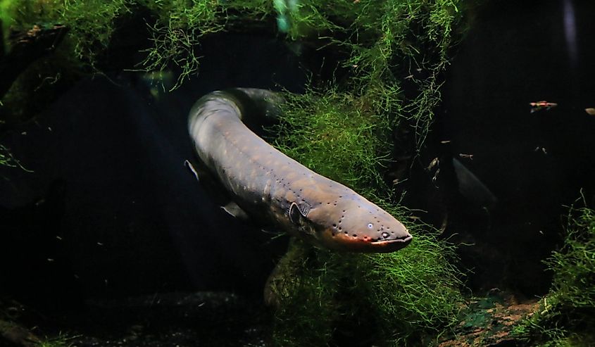 An electric eel emerges from the algae.