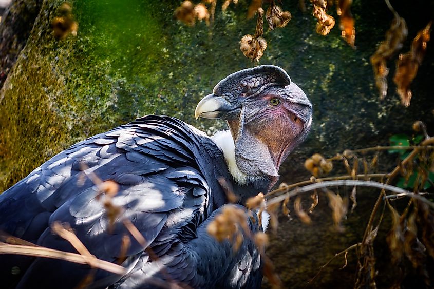 An Andean condor (Vultur gryphus)