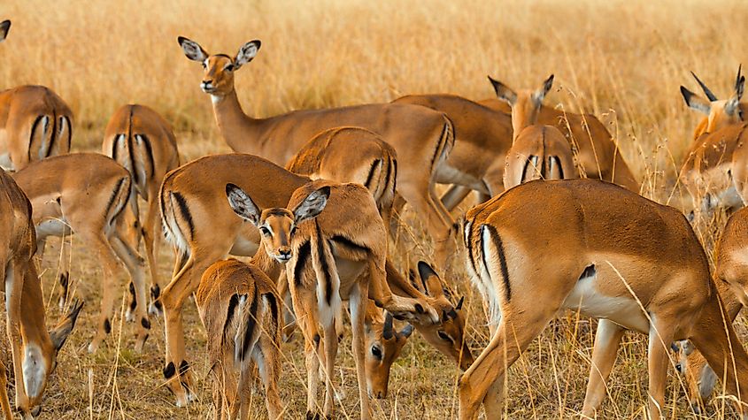 A herd of impalas