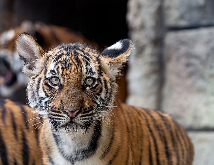 Malayan tiger cub close-up. 