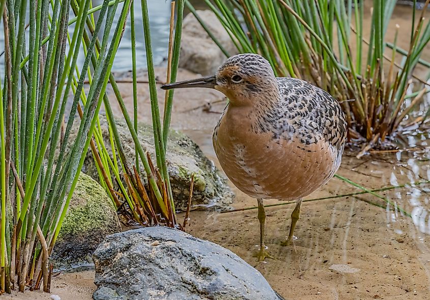A red knot (Calidris canutus)