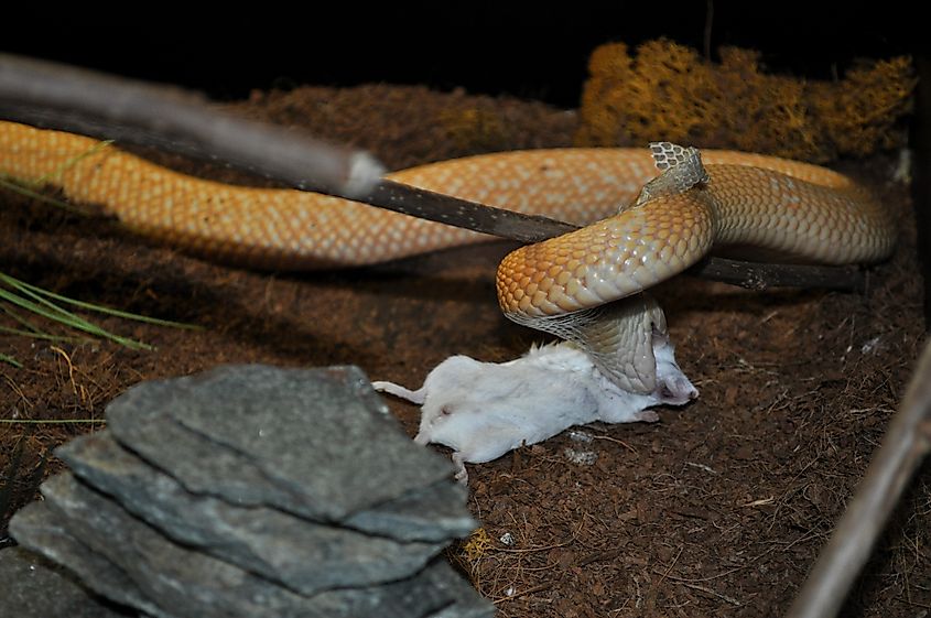 A Monocled cobra biting a mouse