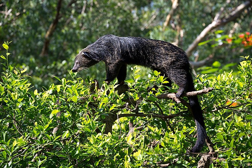 A binturong (Arctictis binturong)