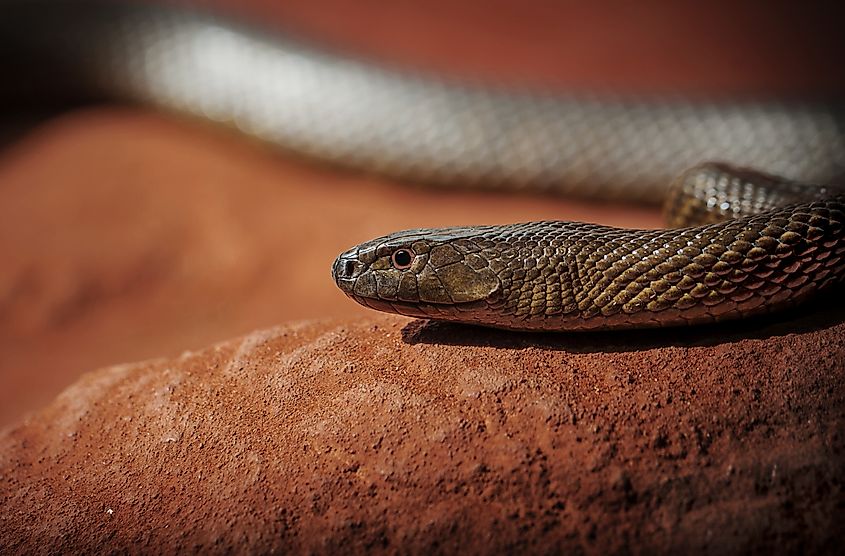 An Inland Taipan crawling on a rock