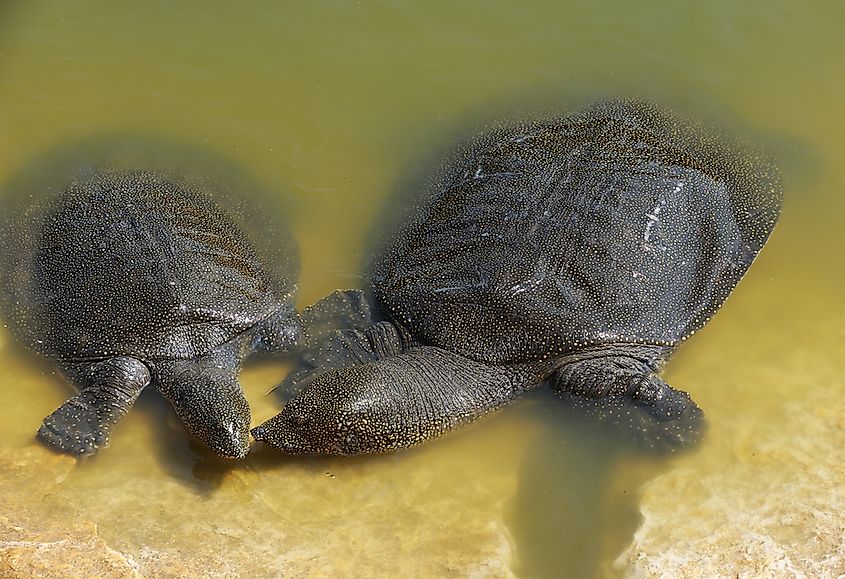 An African softshell turtle.