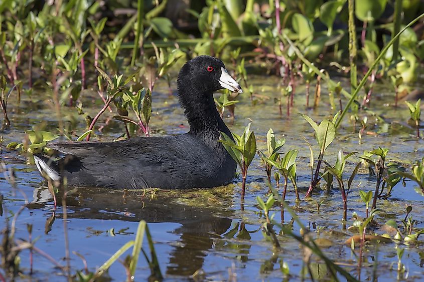 An American coot on the water.