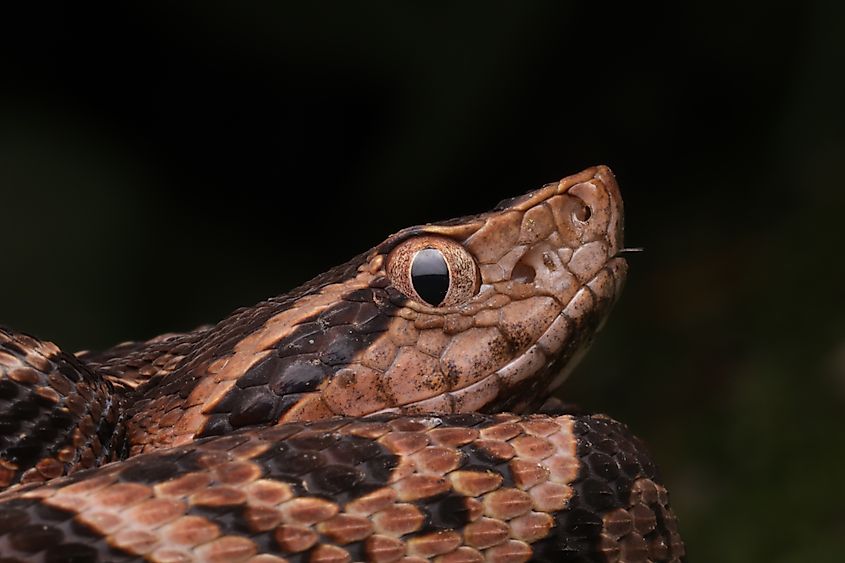 A jararacussu (Bothrops jararacussu)