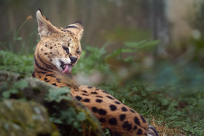 A serval (Leptailurus serval)
