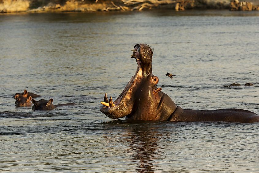 A hippopotamus opening its mouth widely.