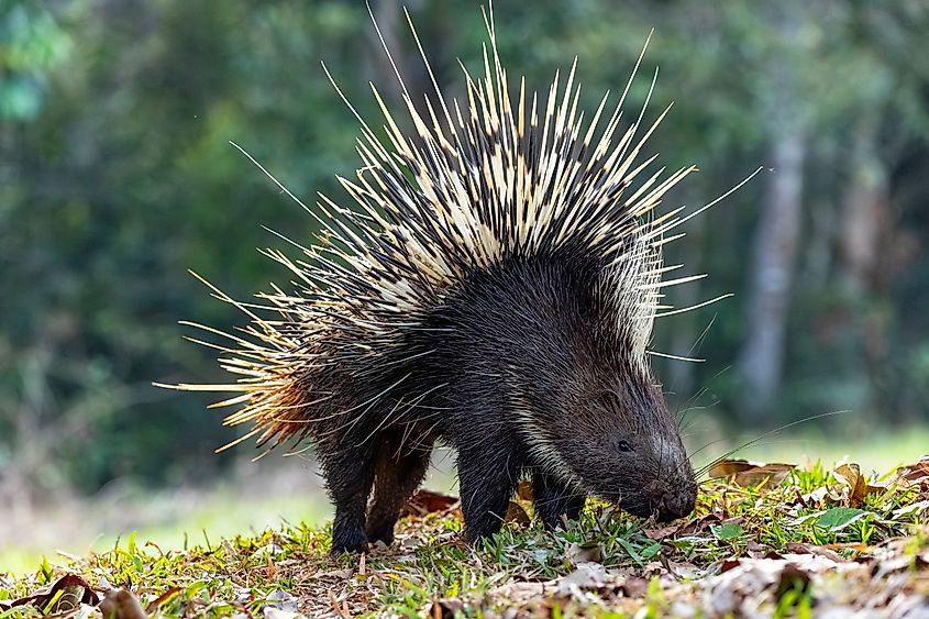A porcupine