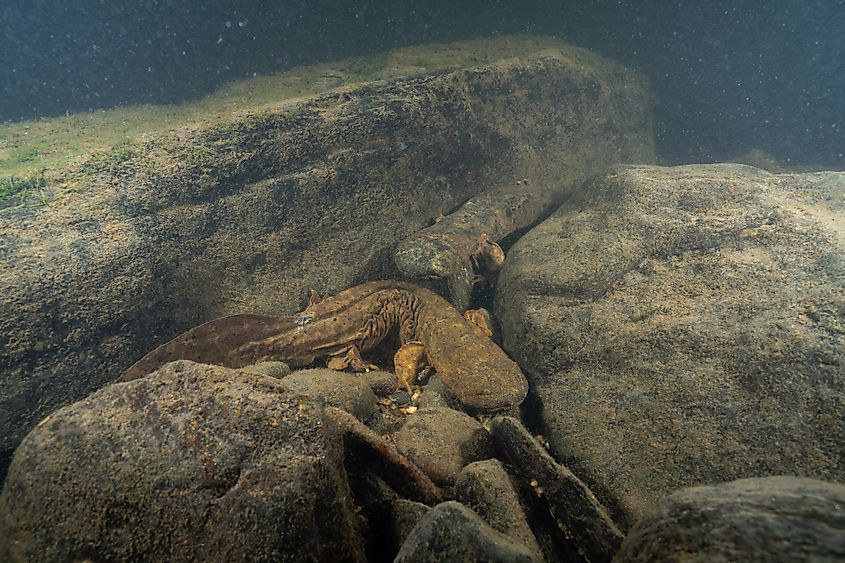 A pair of eastern hellbenders