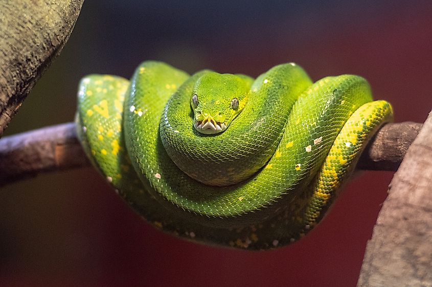A green tree python coiled on a branch