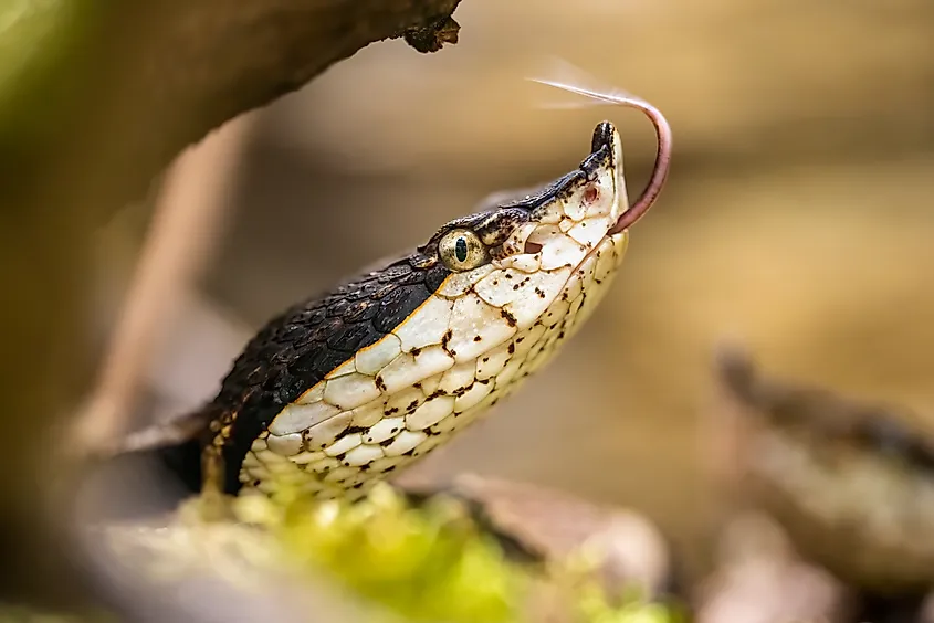 A sharp-nosed viper (Deinagkistrodon acutus)